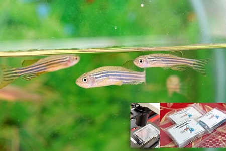 Ikan Zebra  (Ikan Hiasan)